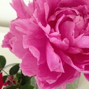 Meet your Posher, Lori